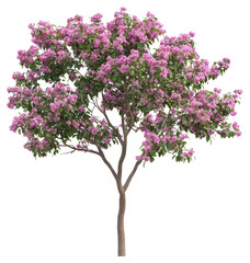 Fototapeta premium PNG Tree with pink flowers blossoms photography blooming.