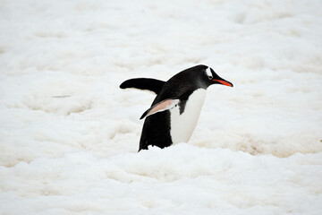 A Gentoo penguin waddles along a trail they have created in the snow.
