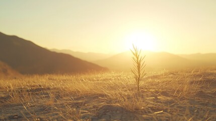 Lonely Plant in Desert Landscape Under Vibrant Sunset Light