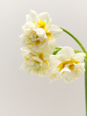 白い八重咲きのスイセンの花narcissus