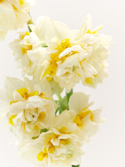 白い八重咲きのスイセンの花narcissus