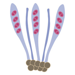 Ascospores