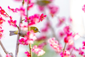Melody of Plum and Mejiro