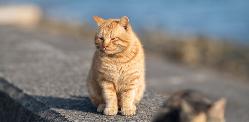 堤防に座る可愛い野良猫　茶トラ猫