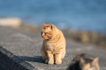 堤防に座る可愛い野良猫　茶トラ猫