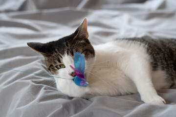 おもちゃで遊ぶ可愛い猫　キジトラ白