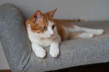 お気に入りの場所でくつろぐ可愛い猫　茶トラ白	