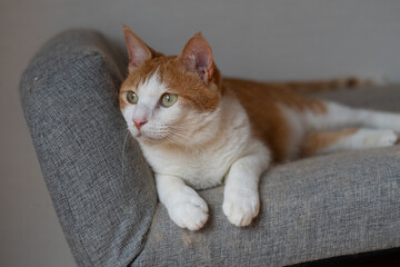 お気に入りの場所でくつろぐ可愛い猫　茶トラ白	