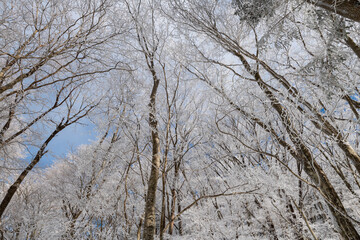 見上げると美しい青空と霧氷