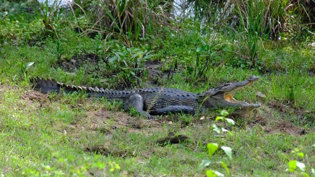 Close up of small Sri Lankan freshwater crocodile resting on land with mouth wide open showing sharp teeth in Wilpattu National Park Sri Lanka