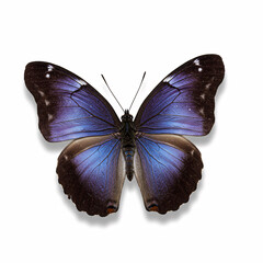 Fototapeta premium Vibrant Blue Butterfly