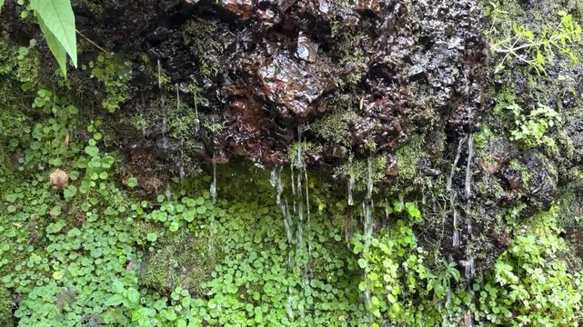 Natural Spring Flowing Over Mossy Rock

