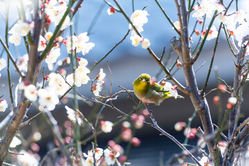 The Dance of Plum and Mejiro