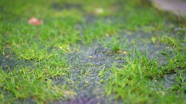 Nostoc algae formed on healthy lawn due to waterlogged soil.
