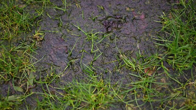 Algae on rain saturated lawn Nostoc green jelly