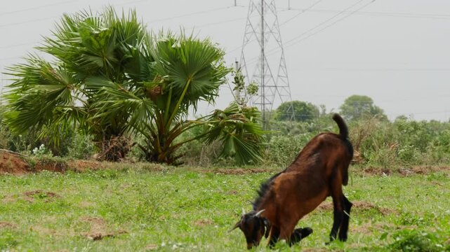 Goat eating grass with knee down and palm trees in the background at telangana, india. day time, stable shot, 4k.