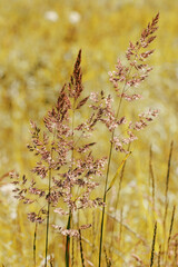 Close up view of yellow brown wild grasses growing in meadow at sunlight. Natural, warm, serene atmosphere. Natural beauty landscape, Minimal natural texture pattern of autumn grass, vertical poster