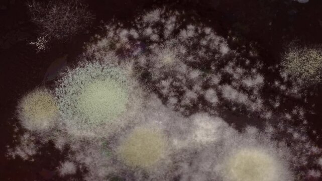 Fascinating decay time lapse of mold growth in detail.