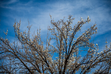 Cherry blossom against blue sky