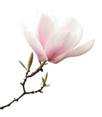 Naklejka premium PNG Delicate pink magnolia flower in full bloom photography background blossom.