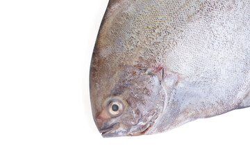 Black pomfret fish isolated on white background.
