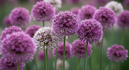 Obraz premium Giant allium flowers blooming in white and purple at the garden 