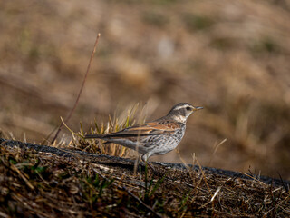 地面を歩くツグミ