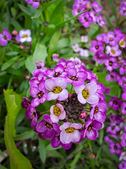 A beautiful cluster of vibrant purple and white flowers blooms amidst lush green foliage. the delicate petals and striking colors create a captivating display of natural beauty, perfect for enhancing