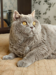 A fluffy gray cat with striking amber eyes rests peacefully on a soft beige surface. the feline's fur is dense and plush, providing an air of coziness. the calm environment is accentuated by floral