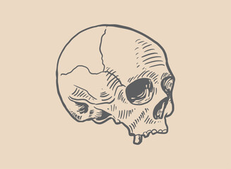 Illustration of an Head Skull Engraving