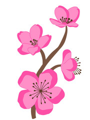 Cherry blossom isolated on a white background