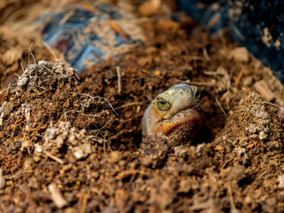 セマルハコガメのアップ