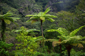奄美大島、世界自然遺産の森、亜熱帯、森、