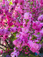 Close-up view of vibrant pink cherry blossoms in full bloom on a sunny day. the delicate flowers cover the branches, creating a vivid and lush scene, symbolizing the arrival of spring with their