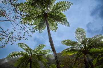 奄美大島、世界自然遺産の森、亜熱帯、森、