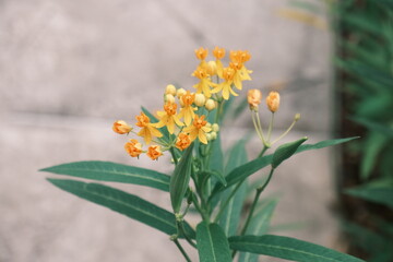 Singapore botanic garden