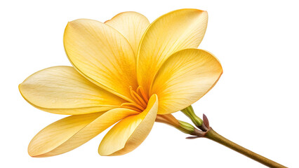 Elegant yellow flower nature background isolated on transparent background