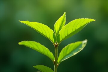 Closeup of Vibrant Green Leaves in Sunlight