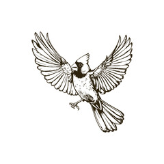 Obraz premium Vintage engraving woodcut cardinal vector illustration art design