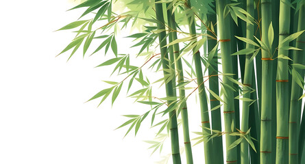 Obraz premium bamboo forest background