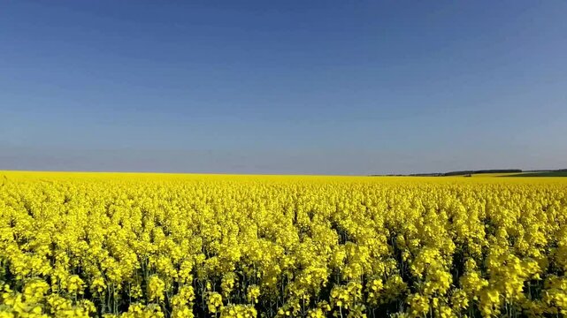 Slow panning shot glides over an endless canola farm, vibrant yellow stretching toward the horizon under clear blue sky.
