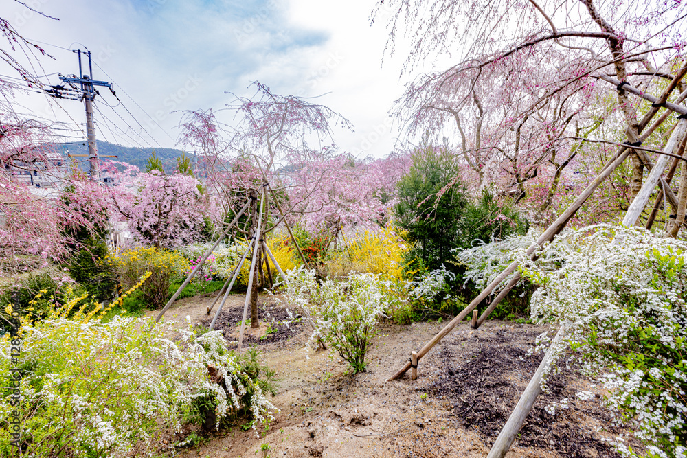 Wall mural 京都府　原谷苑の桜風景
