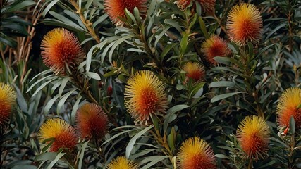 Obraz premium Cultural Connections: Banksia Verticillata and Its Indigenous Legacy