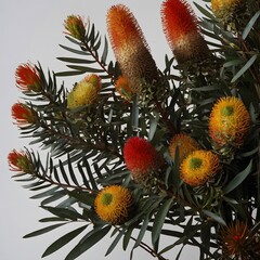 Fototapeta premium Traditions of the Land: Banksia Verticillata and Indigenous Heritage