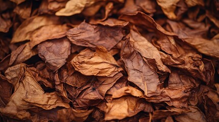 Dried leaves close-up texture