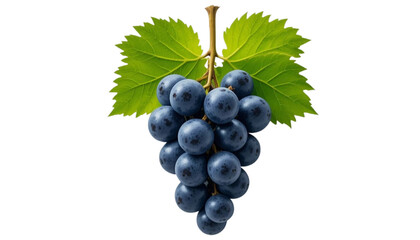 Fototapeta premium A small bunch of fresh plump blue-black grapes isolated on white background. Suitable for marketing or business purposes. PNG file