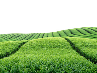 Tea plantation landscape isolated on transparent background