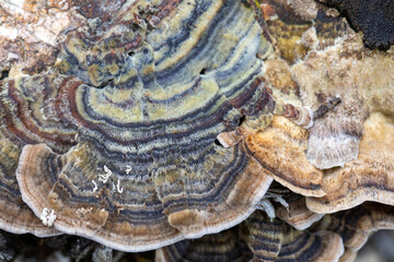 Tree fungus Polyporaceae on a tree stump. Parasitic fungus. Forest ecosystem.