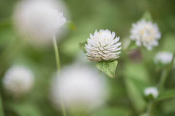 globe amaranth