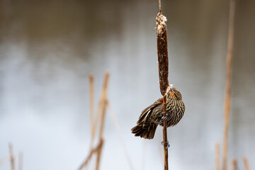 Red-Winged Blackbird in the wild, perched on a cattail on the edge of Lake Washington, patterned brown female, Juanita Bay Park

